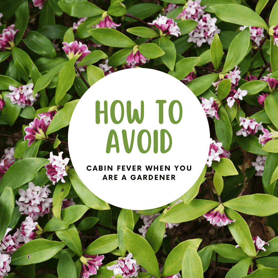 How to avoid cabin fever when you are a gardener