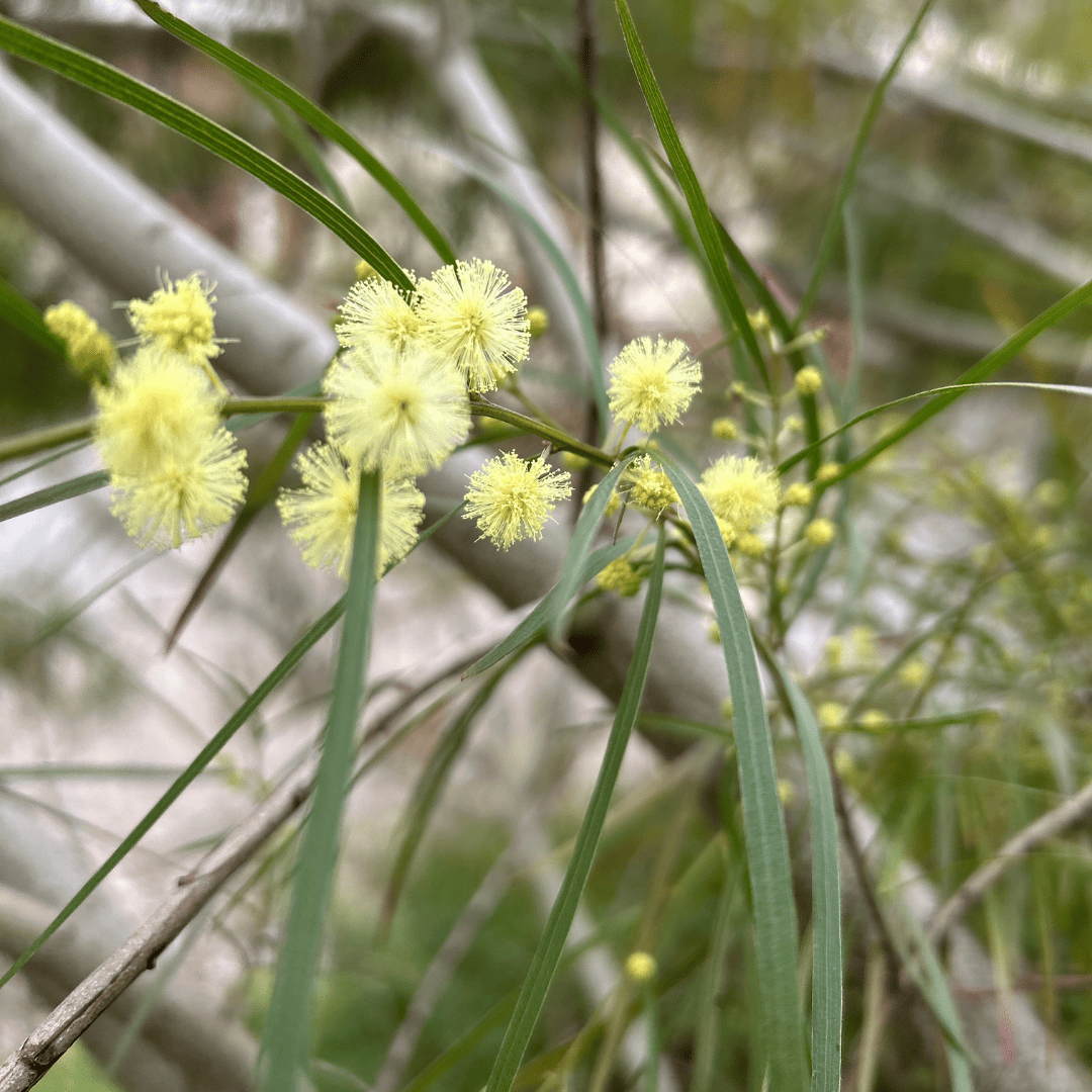 Murrumbateman Landcare - Wattle will do